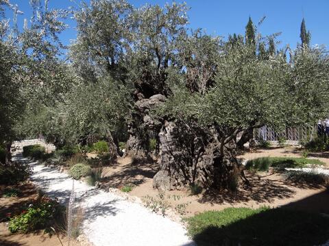 Getsemane bari