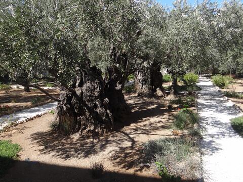 Jisu aro uni sninggiparangni Isolo bi'gipa biap Getsemane bari