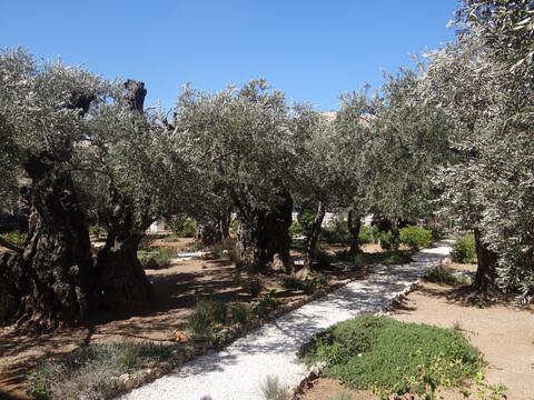 Getsamane bario donggipa juiton bolrang